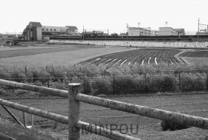 農地が広がるＪＲ島本駅西地区で、開発計画が持ち上がっています。