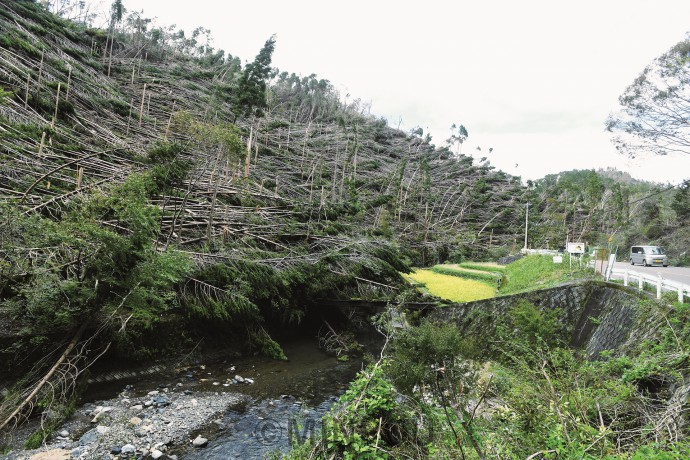 高槻市北部や京都市西京区を流れる芥川の流域で、大量の倒木被害が発生しました 